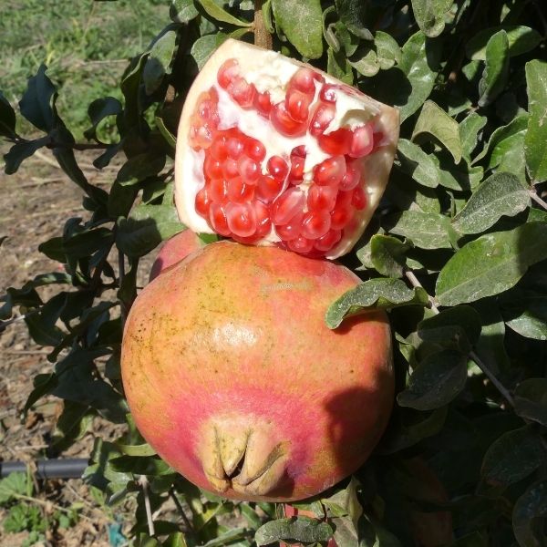 Pink Satin Pomegranate - Nature Hills Nursery - #3 Container - 