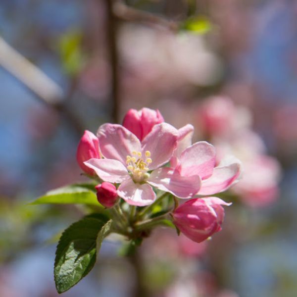 Pink Sparkles&reg; Flowering Crabapple - Nature Hills Nursery - #20 Container 8 - 10 Feet - 
