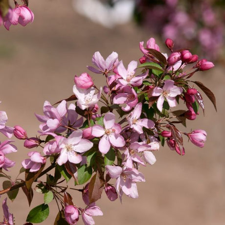 Pink Spires Crabapple