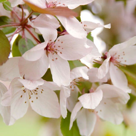 Pink Spires Crabapple
