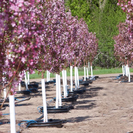 Pink Spires Crabapple