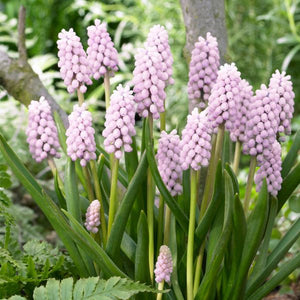 Pink Sunrise Grape Hyacinth - Nature Hills Nursery - 5 Pack Bulbs - 