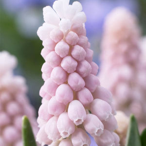 Pink Sunrise Grape Hyacinth - Nature Hills Nursery - 5 Pack Bulbs - 
