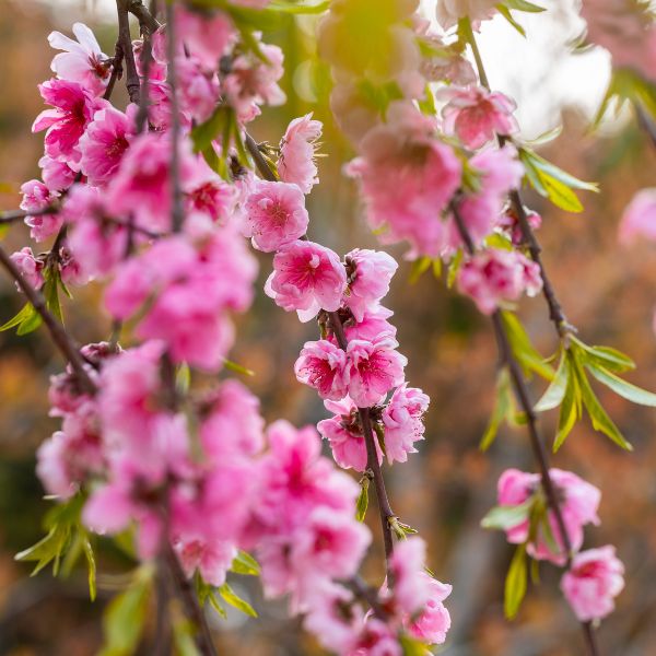 Pink Cascade Peach Bloom