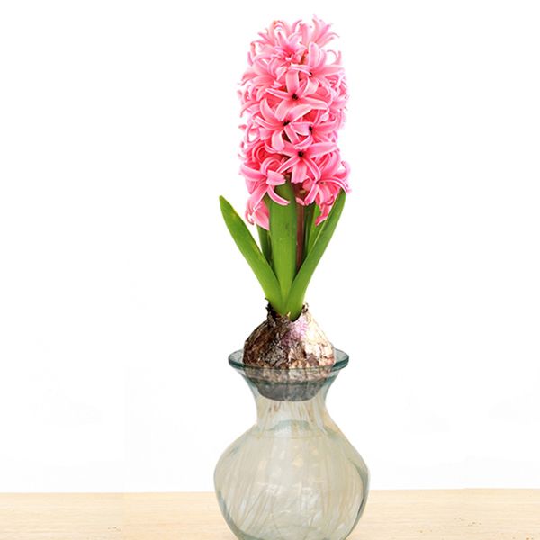 Pink Hyacinth Artisan Glass Planter