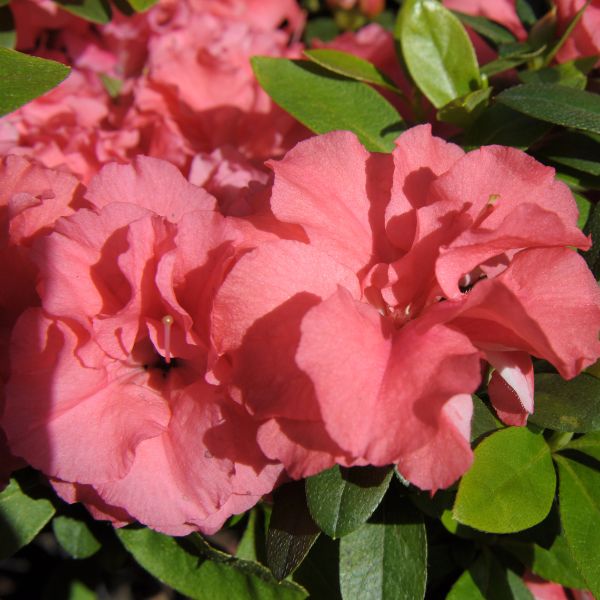 Pink Ruffles Rhododendron Flower