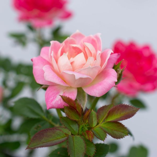 Sunblaze® Pink Miniature Rose