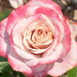 Pinkerbelle™ Hybrid Tea Rose - Rose - Nature Hills Nursery - 3 Container - 
