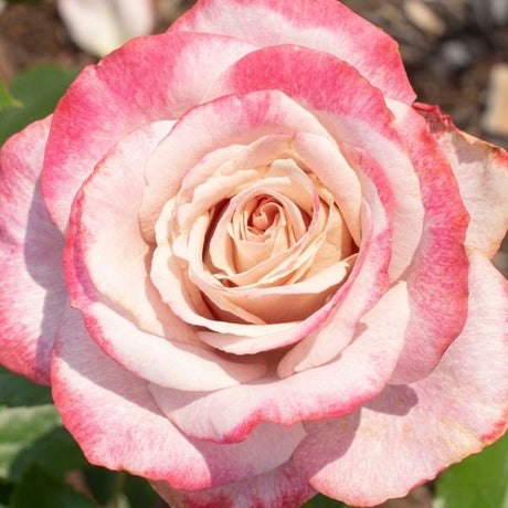 Pinkerbelle™ Hybrid Tea Rose - Rose - Nature Hills Nursery - 3 Container - 