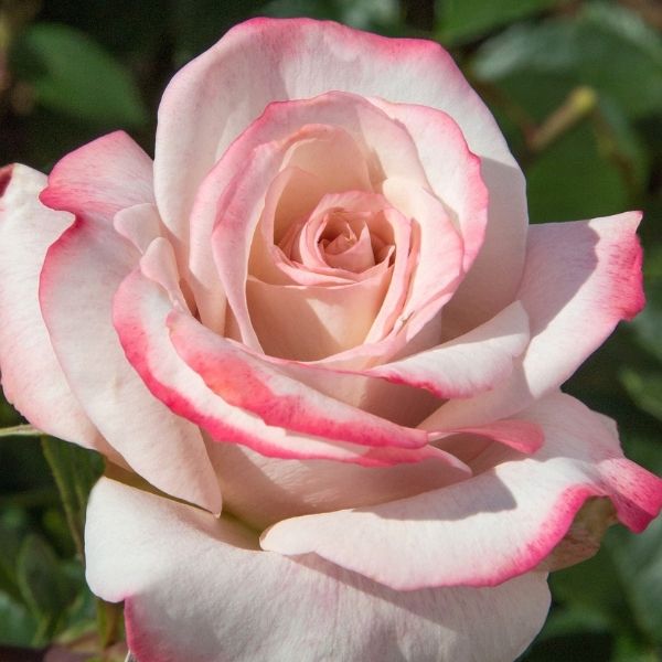 Pinkerbelle&trade; Hybrid Tea Rose