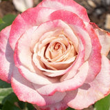 Pinkerbelle&trade; Hybrid Tea Rose