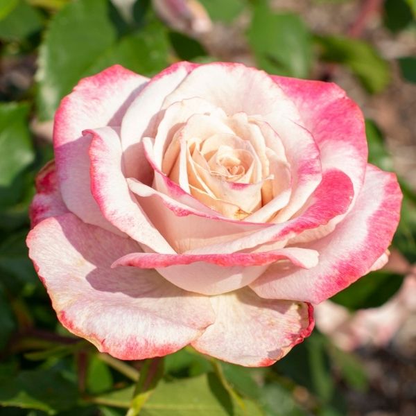 2024年春の | Rose Tea Hybrid Pinkerbelle™ Nature Nursery Hills ジェルネイル・ネイルシール