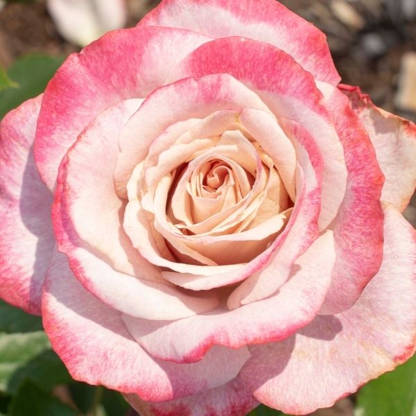 Pinkerbelle™ Hybrid Tea Rose | Nature Hills Nursery