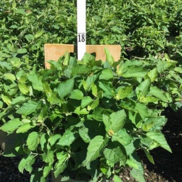 Pinky Pollen Ring&trade; Hydrangea - Nature Hills Nursery - #3 Container - 