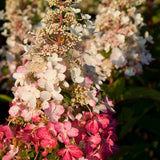 Pinky Winky Hydrangea Beggining to bloom