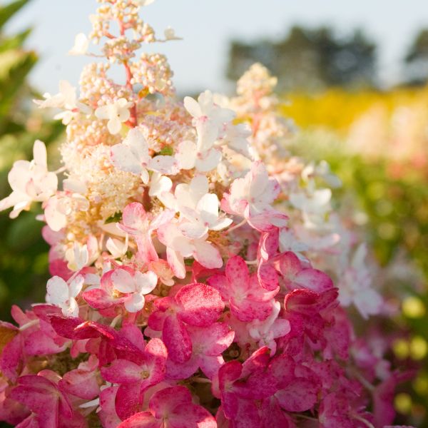 Pinky Winky Hydrangea With White Tip