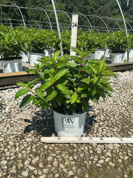 Pinky Winky Panicle Hydrangea shrub in a Proven Winners container at a nursery, shown with a measuring ruler.