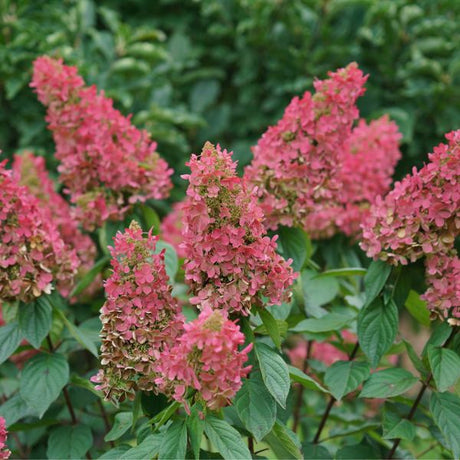 Close-up of white, pink hydrangea flowers on Pinky Winky Prime® Panicle Hydrangea blooming in late summer to early fall.