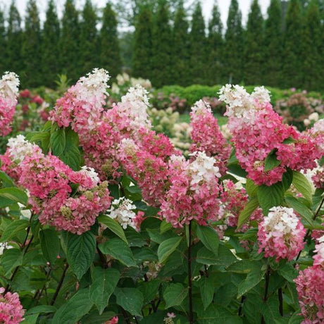 Pinky Winky Prime® Panicle Hydrangea (Hydrangea paniculata 'ILVOHPPRM' PP35,334), a shrub featuring white, pink flowers and deciduous.