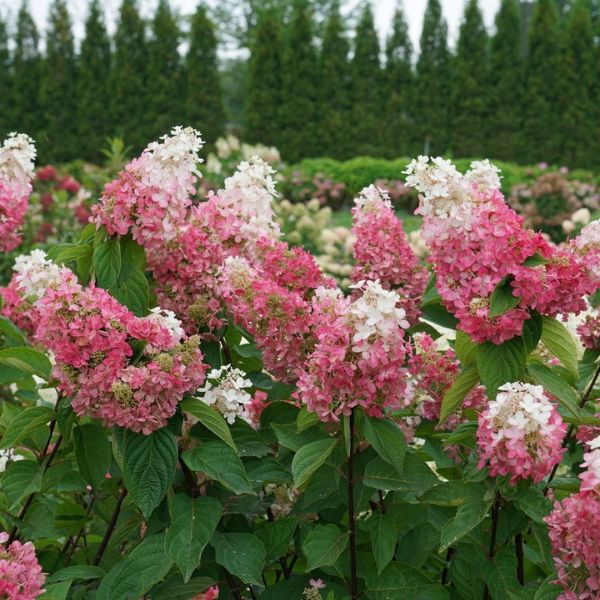 Pinky Winky Prime® Panicle Hydrangea | Buy at NatureHills.com