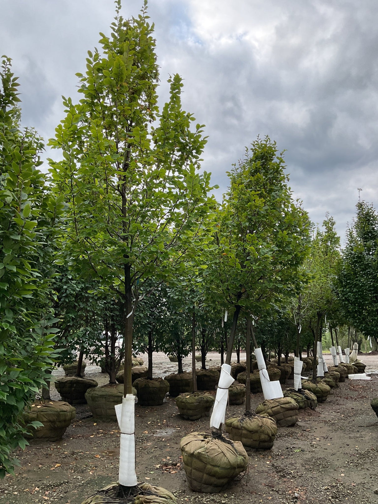 Pinocchio European Hornbeam trees with bright green foliage displayed in burlap-wrapped root balls at a commercial nursery.