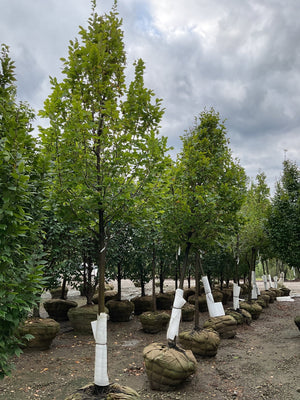 Pinocchio European Hornbeam trees with bright green foliage displayed in burlap-wrapped root balls at a commercial nursery.