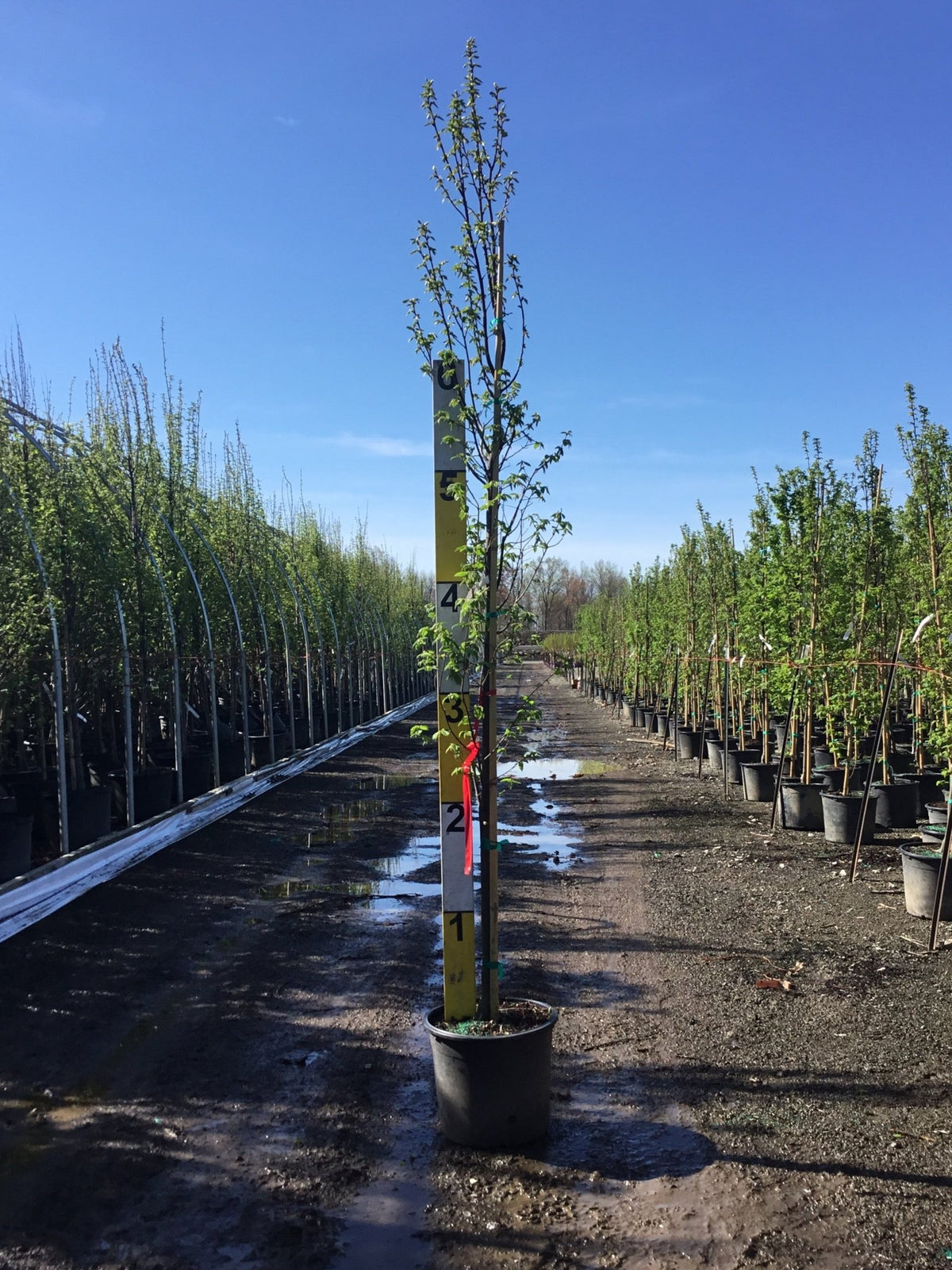 pinocchio money tree Pinocchio European Hornbeam | Compact Hedge Tree