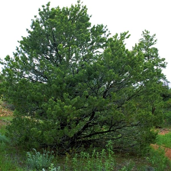 Single-Needle Pi&ntilde;&oacute;n Pine