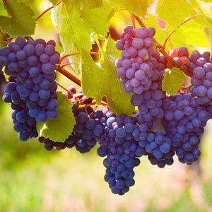 Pinot Noir Grape - Nature Hills Nursery - Bareroot - 