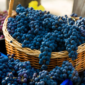 Pinot Noir Grape - Nature Hills Nursery - Bareroot - 