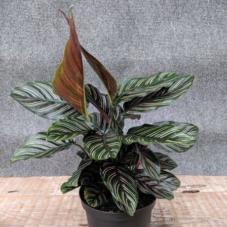 Pinstripe Calathea - Nature Hills Nursery - 6 Inch Container - 