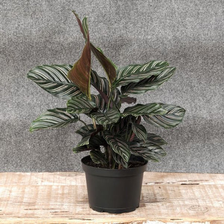 Pinstripe Calathea - Nature Hills Nursery - 6 Inch Container - 
