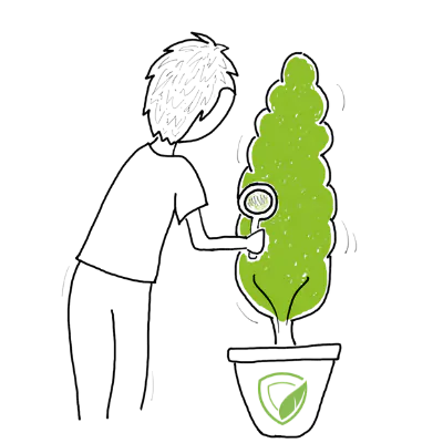 person inspecting plant for potential pests