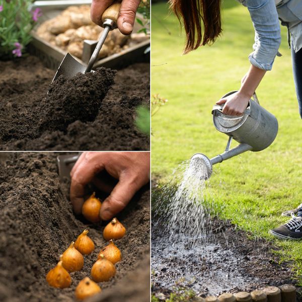 Bulb Planting Instructions