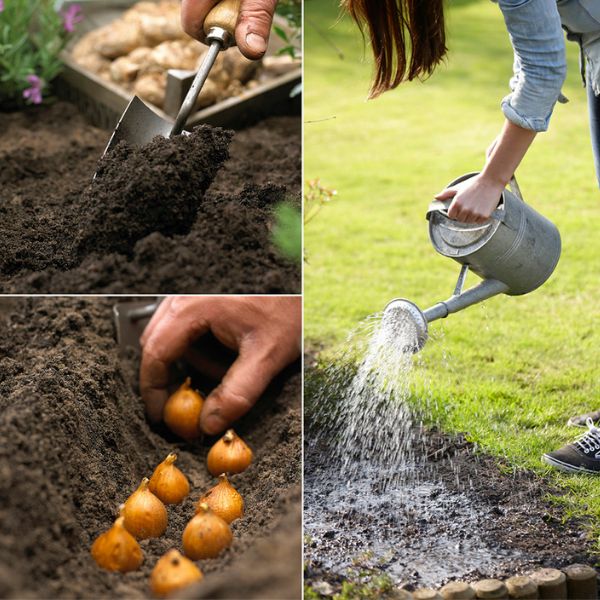 Double Blooming Lavender Freesia How to Plant