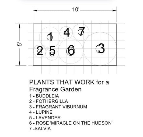 Plants That Work For A Fragrance Garden - Perennial - Nature Hills Nursery - Plant By Numbers - Plant Pack - 
