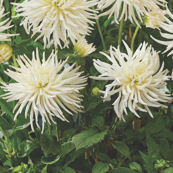 Playa Blanca Dahlia - Nature Hills Nursery - 5 Pack Bulbs - 