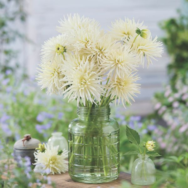 Playa Blanca Dahlia - Nature Hills Nursery - 5 Pack Bulbs - 