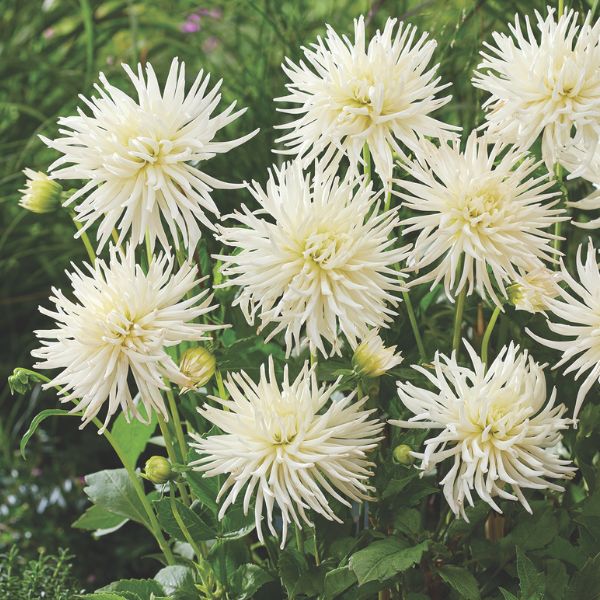 Playa Blanca Dahlia - Nature Hills Nursery - 5 Pack Bulbs - 