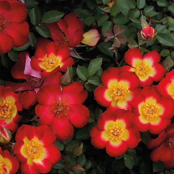 Playful Happy Trails&trade; Groundcover Rose