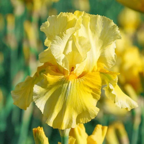 Pleasant Peasant Tall Bearded Iris (Iris germanica 'Pleasant Peasant'), a perennial featuring yellow flowers and perennial.