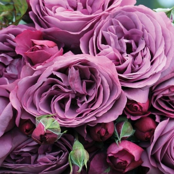 Plum Perfect™ Sunbelt® Floribunda Rose - Rose - Nature Hills Nursery - 3 Container - 