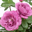Plum Perfect™ Sunbelt® Floribunda Rose - Rose - Nature Hills Nursery - 3 Container - 