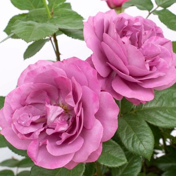 Plum Perfect™ Sunbelt® Floribunda Rose - Rose - Nature Hills Nursery - 3 Container - 