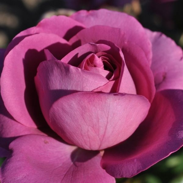 Plum Perfect&trade; Sunbelt&reg; Floribunda Rose