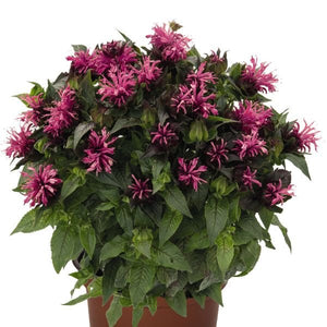 Pocahontas Pink Bee Balm (Monarda didyma 'Pocahontas Pink'), a perennial featuring pink flowers and perennial.