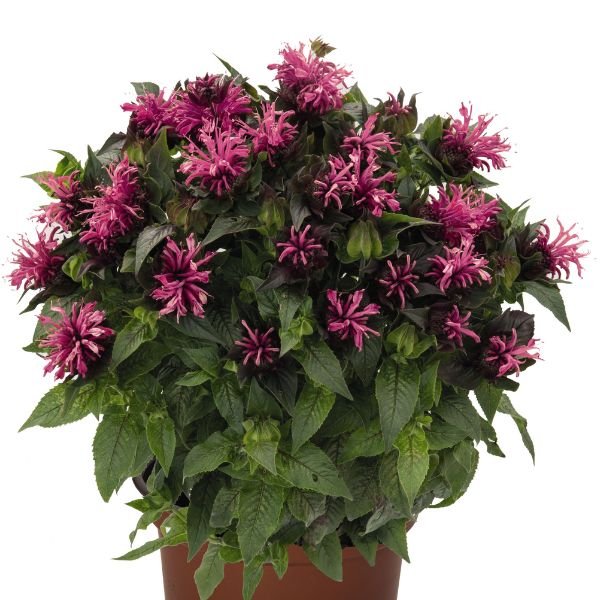 bee palm plant Pocahontas Pink Bee Balm