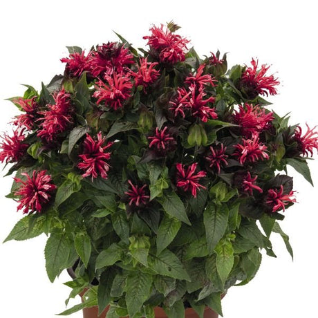 Pocahontas Red Rose Bee Balm (Monarda didyma 'Pocahontas Red Rose'), a perennial featuring red flowers and perennial.