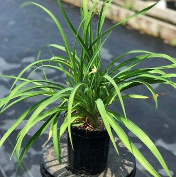 Pocket Full of Gold&reg; Daylily