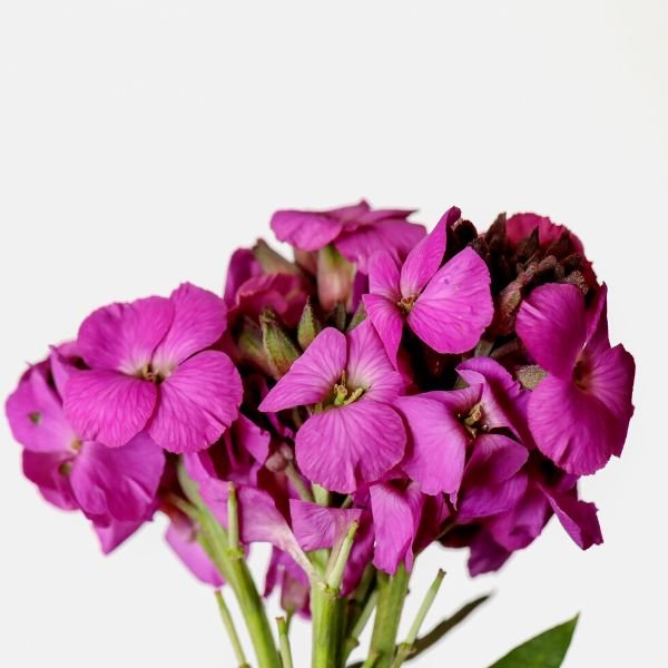 POEM&trade; Lilac Wallflower - Nature Hills Nursery - #1 Container 2 Pack - 